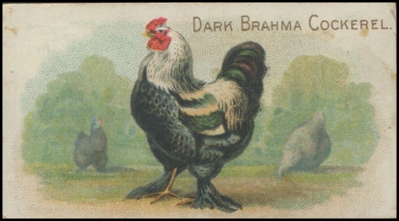 Dark Brahma Cockerel